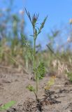 Daucus guttatus