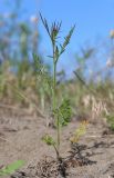 Daucus guttatus. Зацветающее растение. Дагестан, окр. пос. Сулак, закреплённые пески. 1 июня 2022 г.