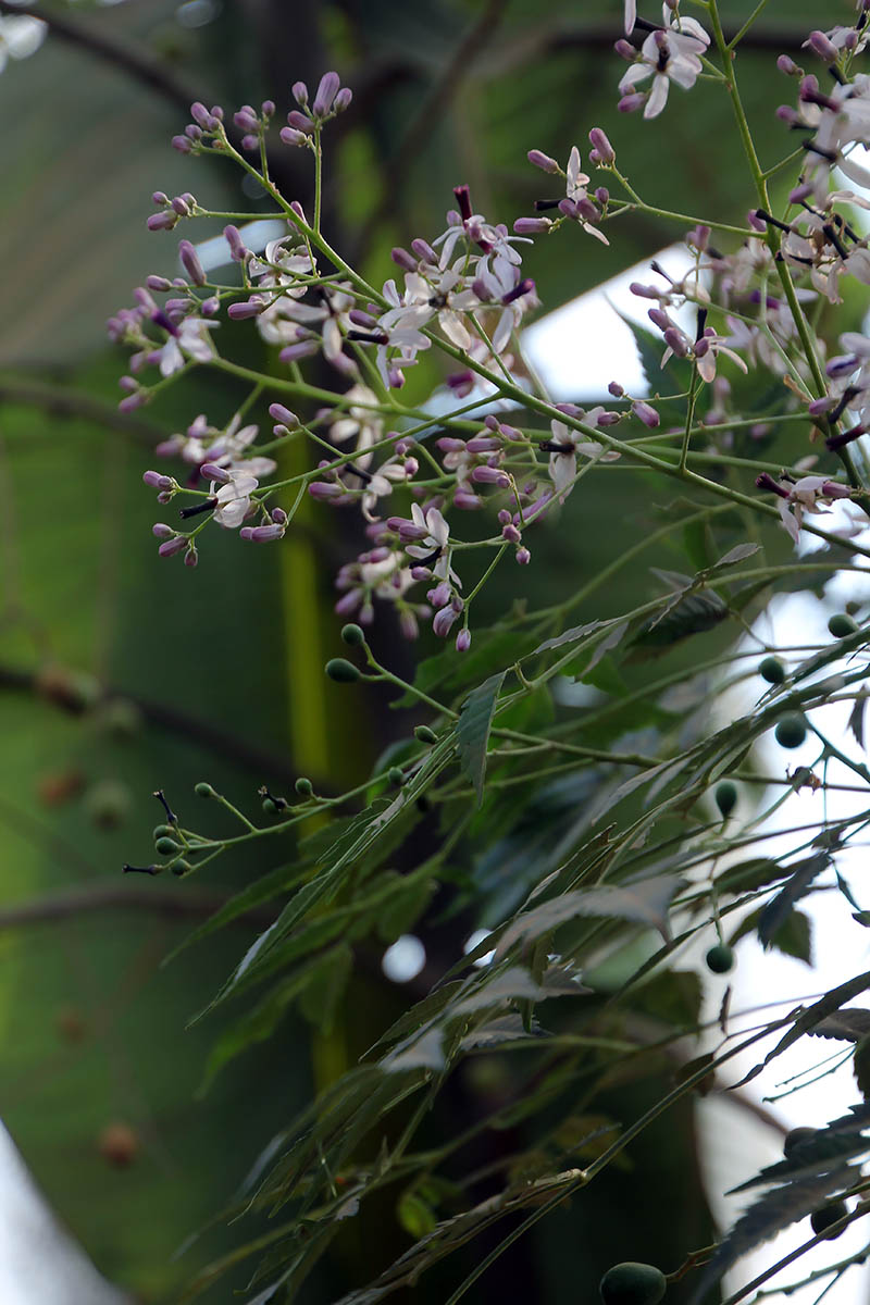 Image of Melia azedarach specimen.