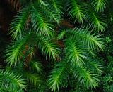 Cunninghamia lanceolata