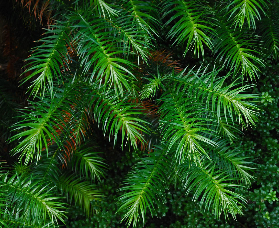 Image of Cunninghamia lanceolata specimen.