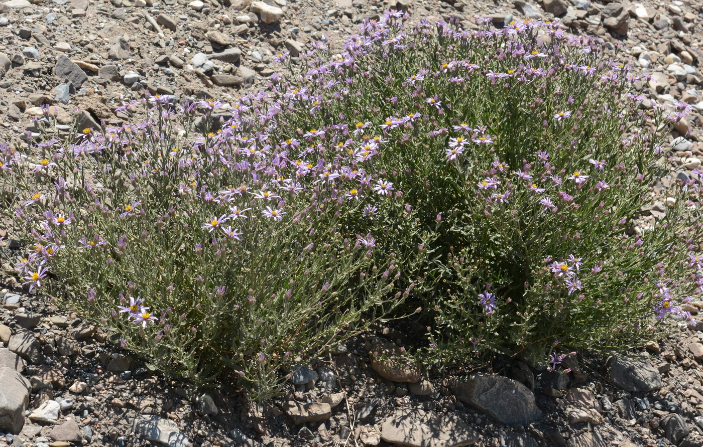 Изображение особи Galatella coriacea.