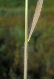 Bromus japonicus