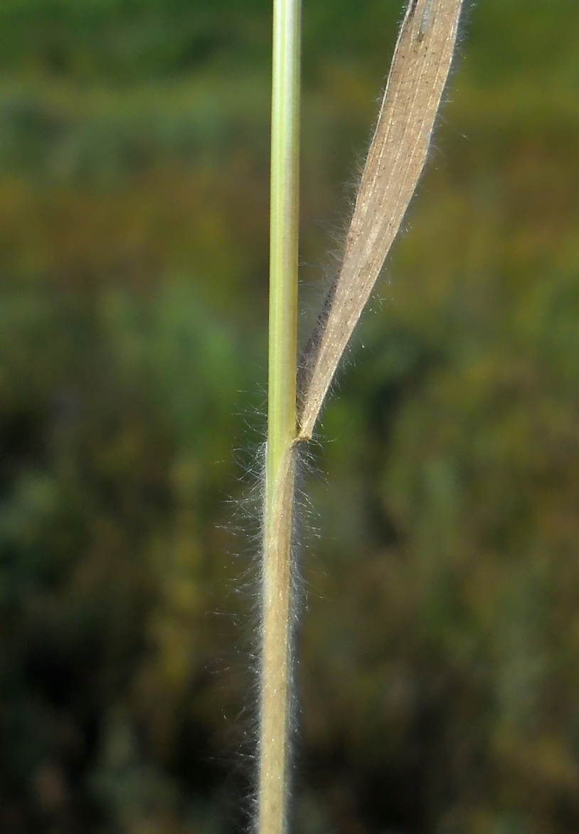 Изображение особи Bromus japonicus.