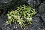 familia Apiaceae