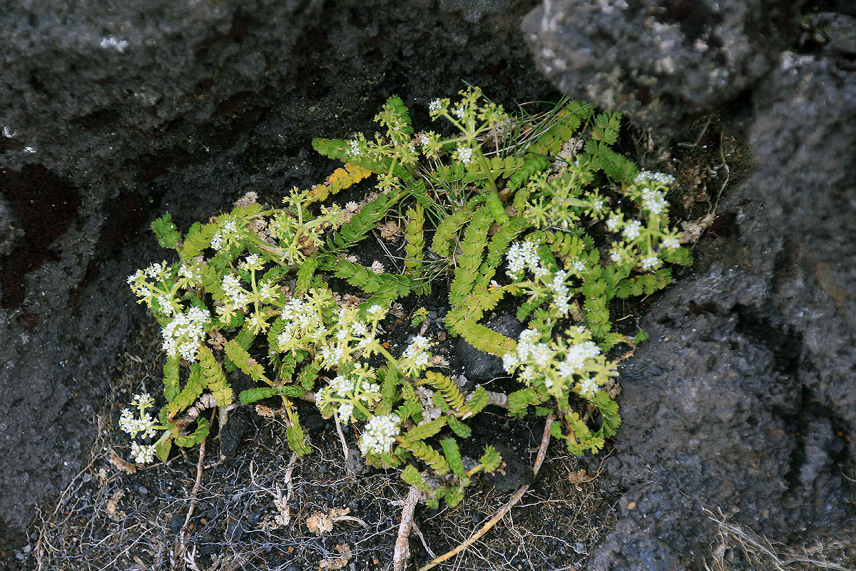 Image of familia Apiaceae specimen.