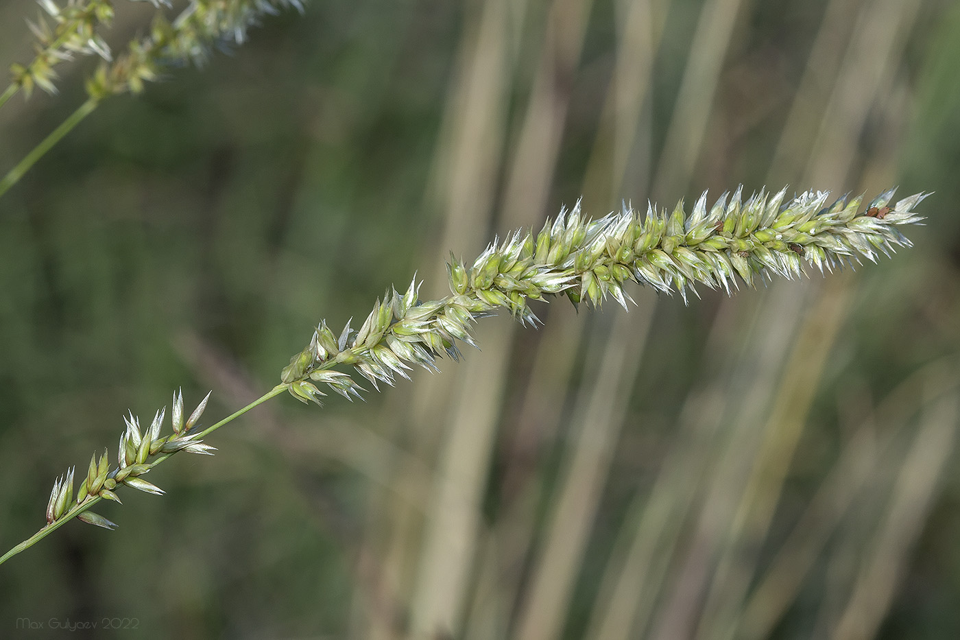 Image of genus Melica specimen.