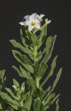 Argusia sibirica