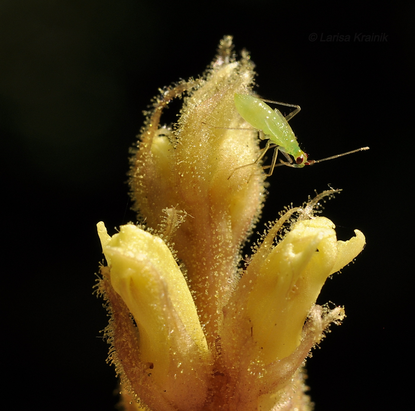 Image of Orobanche hederae specimen.