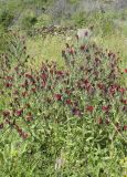 Echium creticum