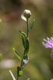 Acroptilon repens