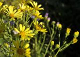 Senecio argunensis