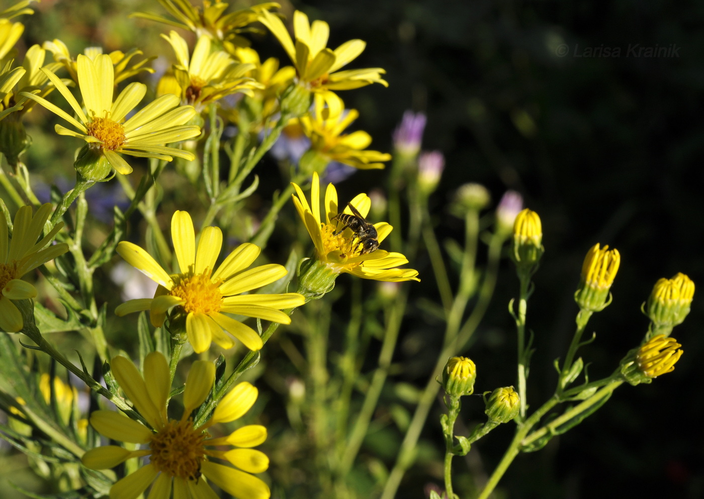 Изображение особи Senecio argunensis.