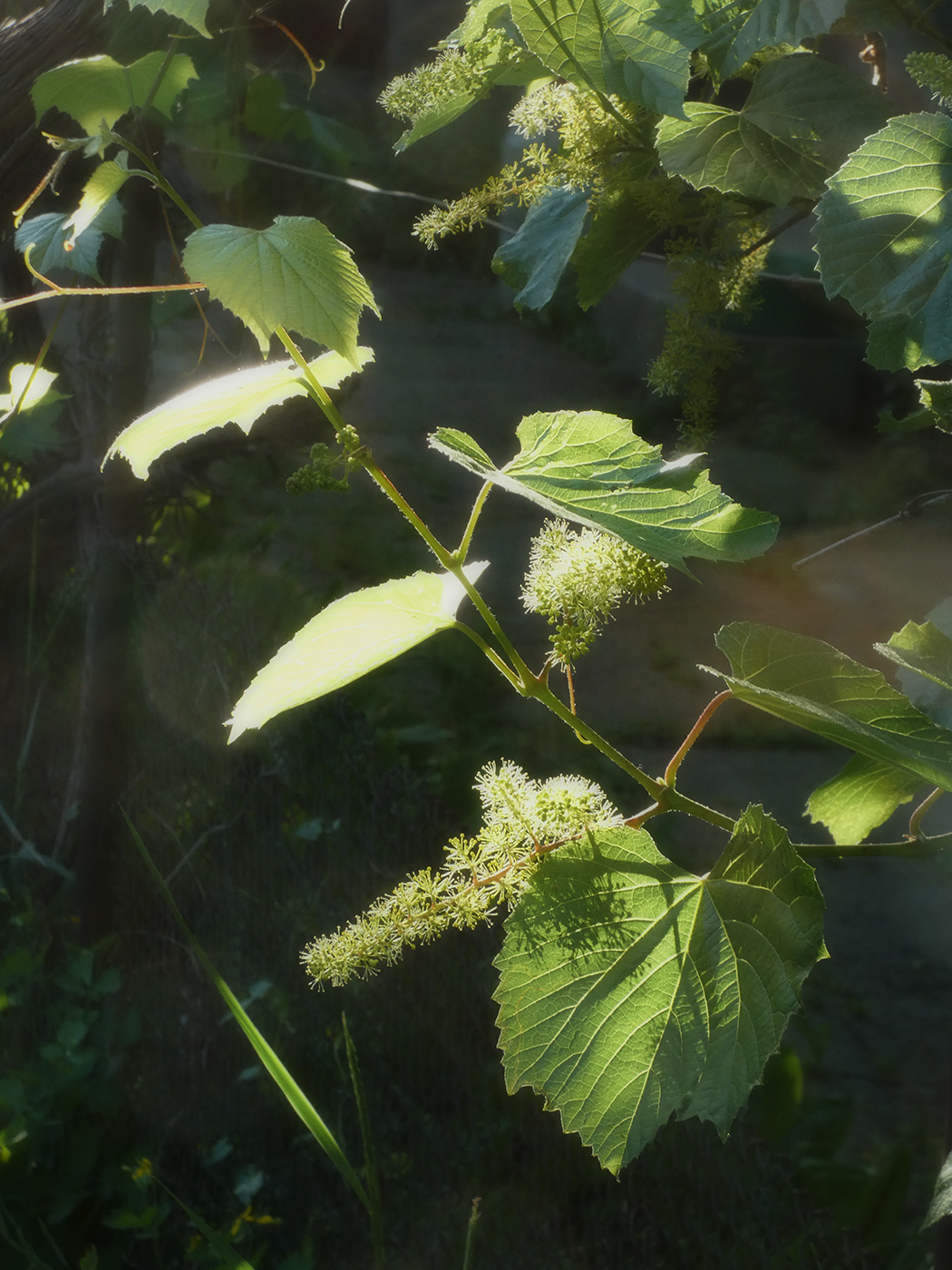 Image of Vitis × bacoi specimen.