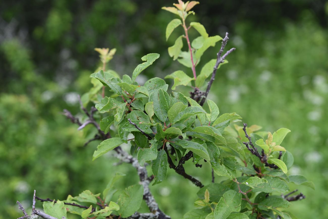 Изображение особи Prunus cerasifera.