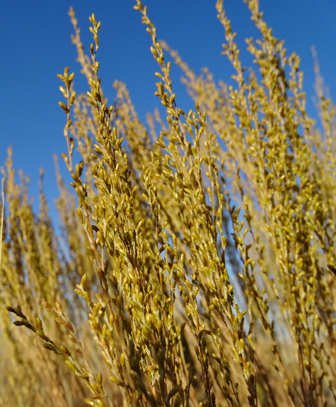 Изображение особи Artemisia pauciflora.