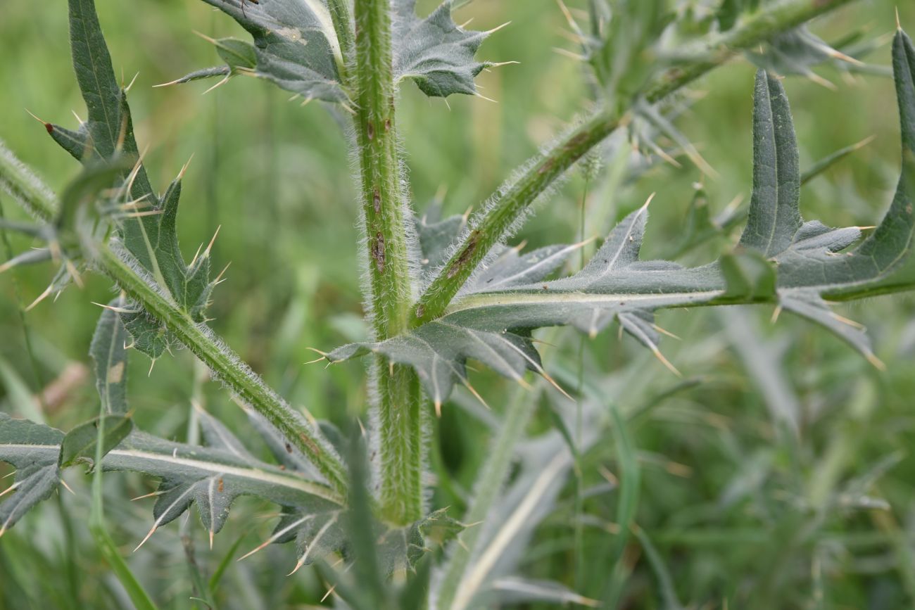 Image of genus Cirsium specimen.