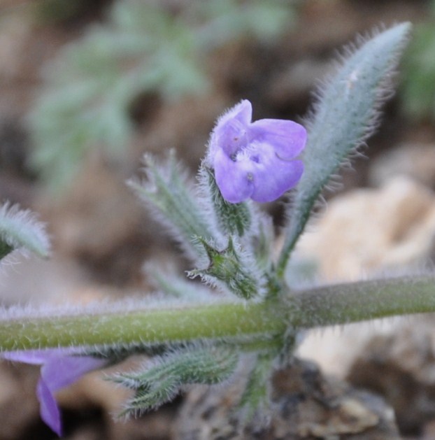 Изображение особи Ziziphora villosa.