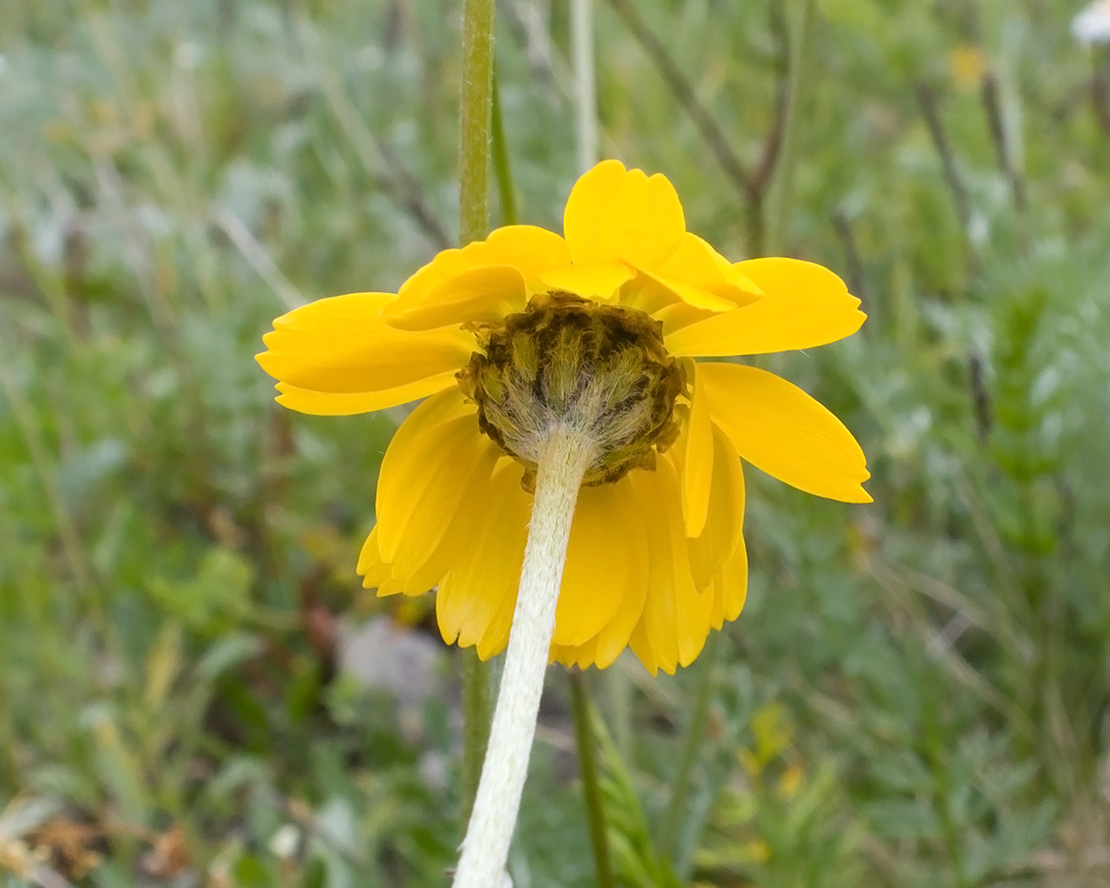 Изображение особи Anthemis sosnovskyana.