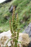 genus Rumex