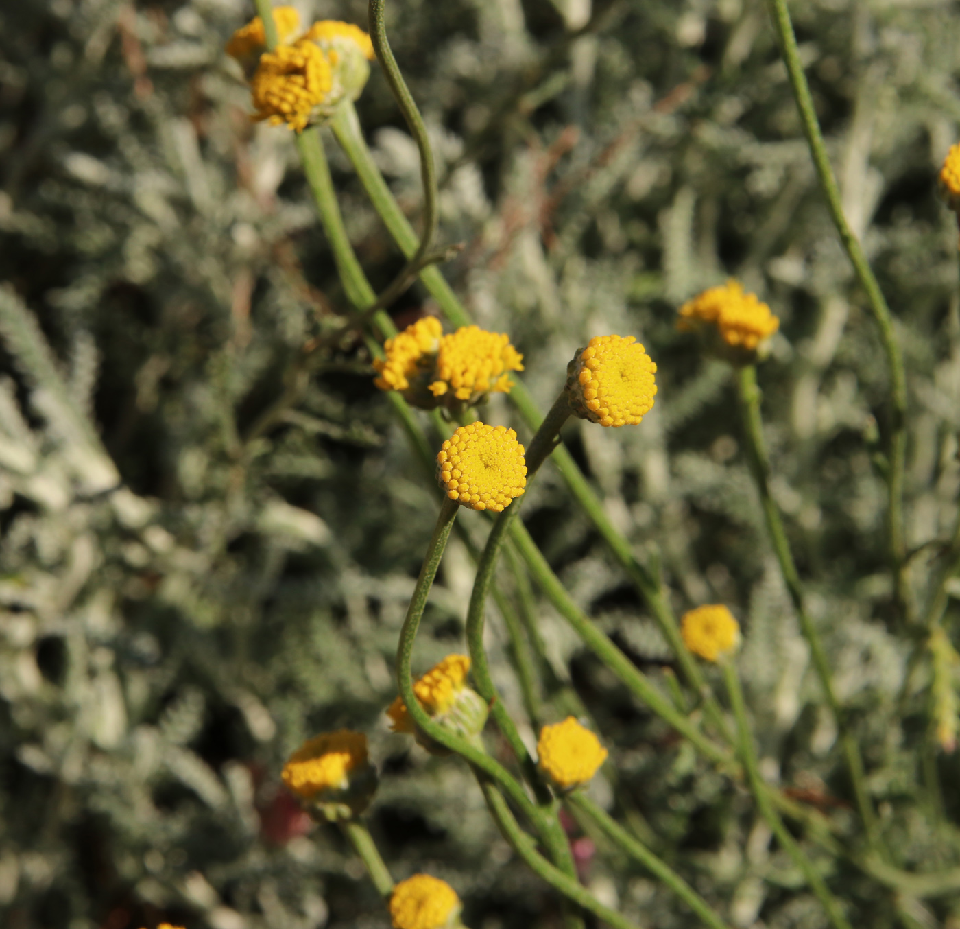 Image of Santolina chamaecyparissus specimen.