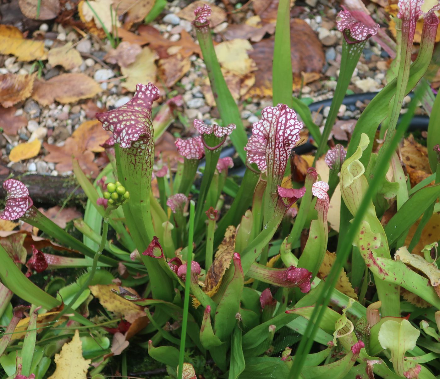 Изображение особи Sarracenia leucophylla.