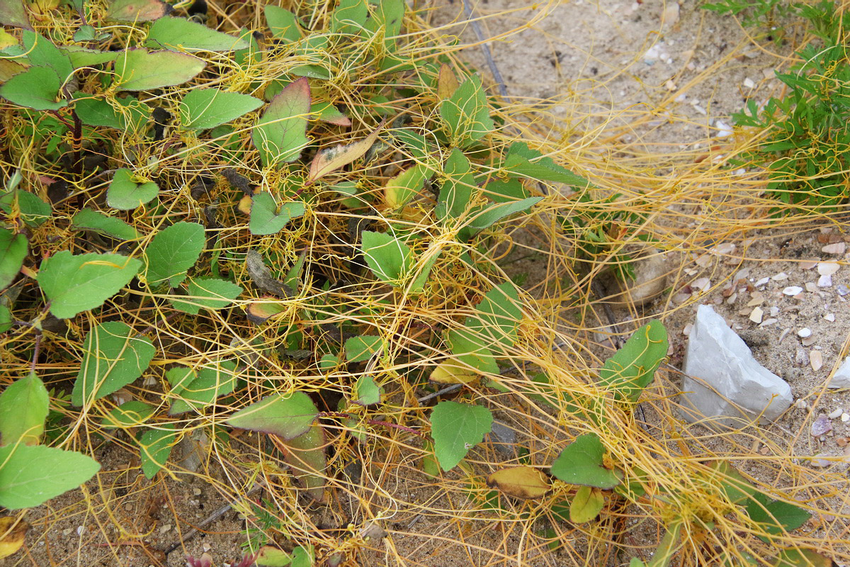 Изображение особи Cuscuta campestris.