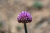 Allium carolinianum