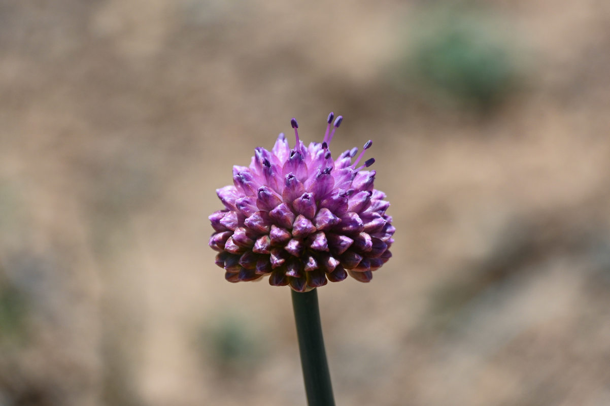 Image of Allium carolinianum specimen.
