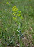 Euphorbia virgata