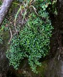 Diapensia obovata. Вегетирующее растение. Курильские о-ва, о-в Кунашир, вулкан Менделеева, ≈ 800 м н.у.м., на поросшей мхами скале. 21.08.2022.