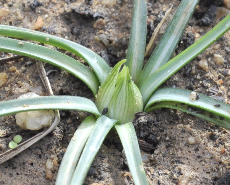 Изображение особи Ornithogalum sibthorpii.