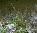 Lythrum hyssopifolia