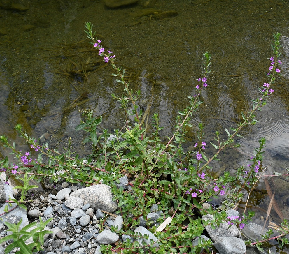 Изображение особи Lythrum hyssopifolia.