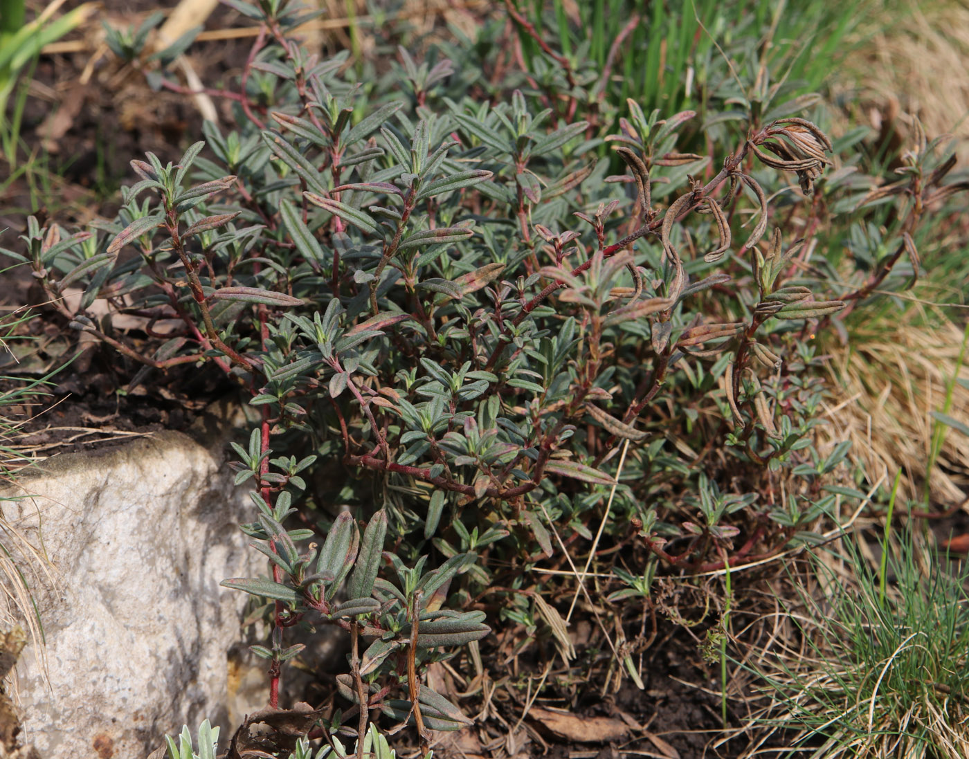 Изображение особи Helianthemum nummularium.