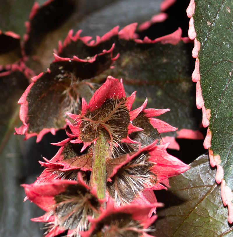 Image of Acalypha wilkesiana specimen.