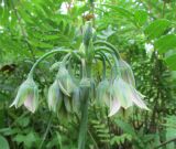 Nectaroscordum siculum