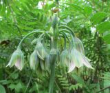 Nectaroscordum siculum. Соцветие. Московская обл., Щёлковский р-н, в культуре. 01.07.2023.