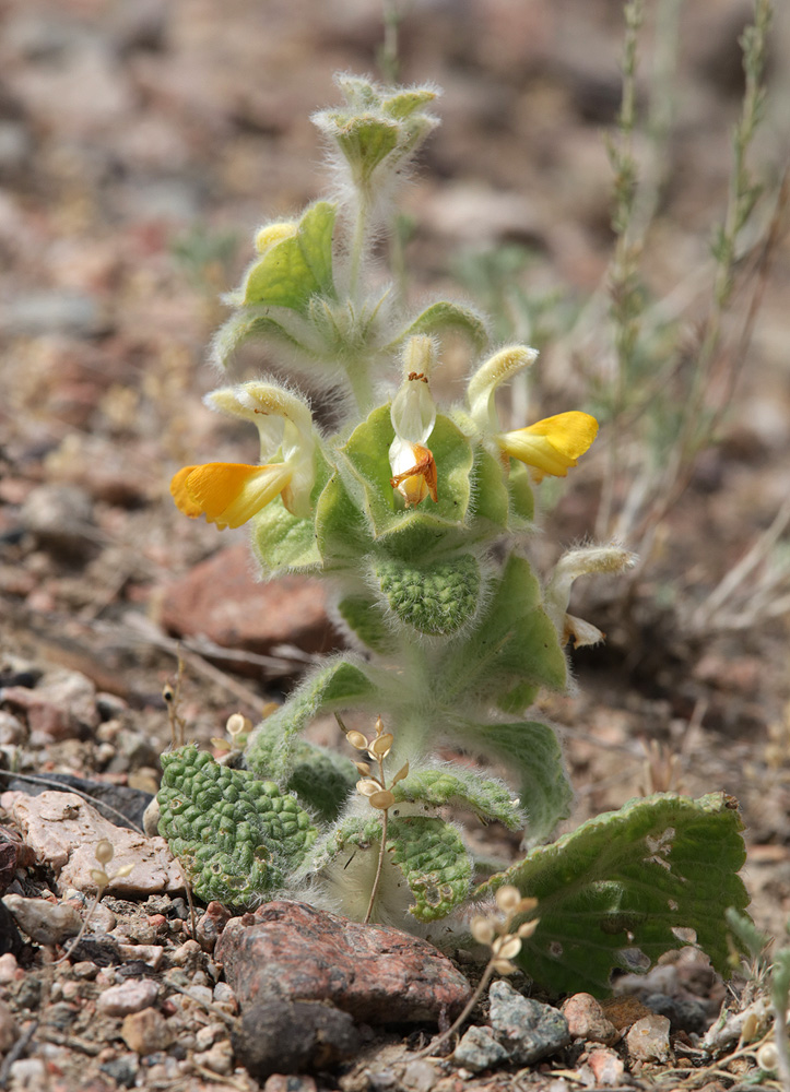 Image of Eremostachys isochila specimen.