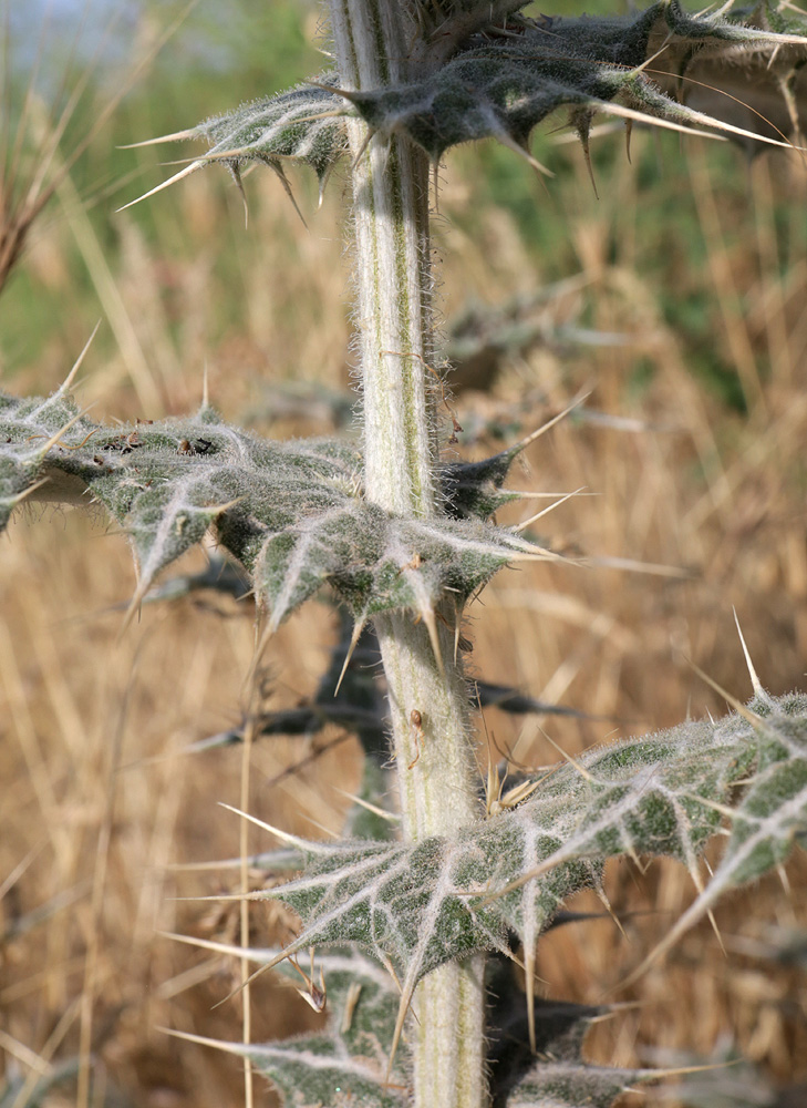 Image of Echinops leucographus specimen.
