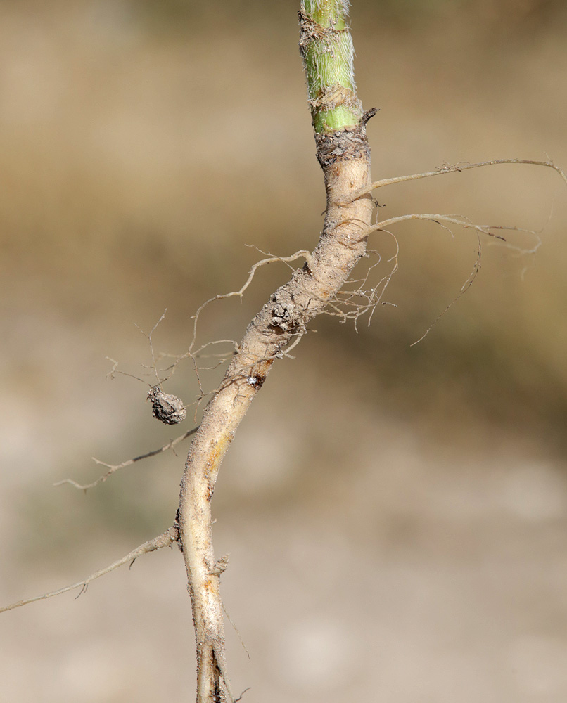 Image of Daucus guttatus specimen.