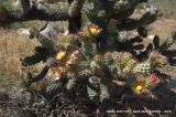 Cylindropuntia alcahes