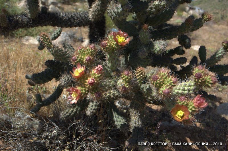 Изображение особи Cylindropuntia alcahes.