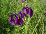 Iris ensata