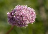 Valeriana sambucifolia