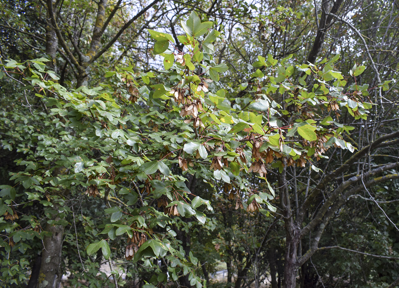 Image of Acer monspessulanum specimen.