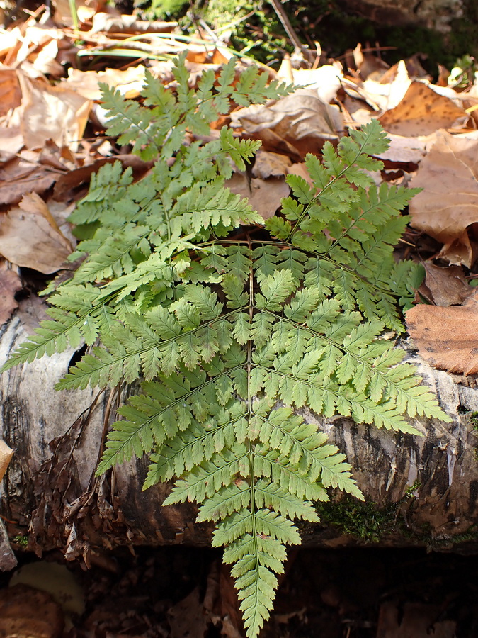 Image of Dryopteris amurensis specimen.