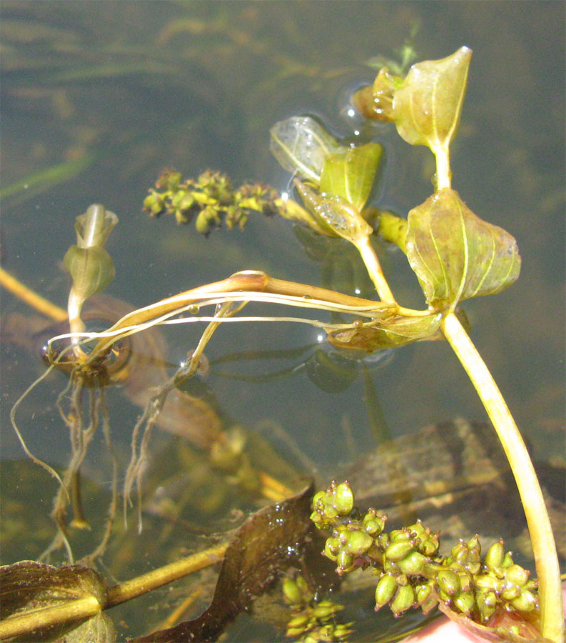 Изображение особи Potamogeton perfoliatus.