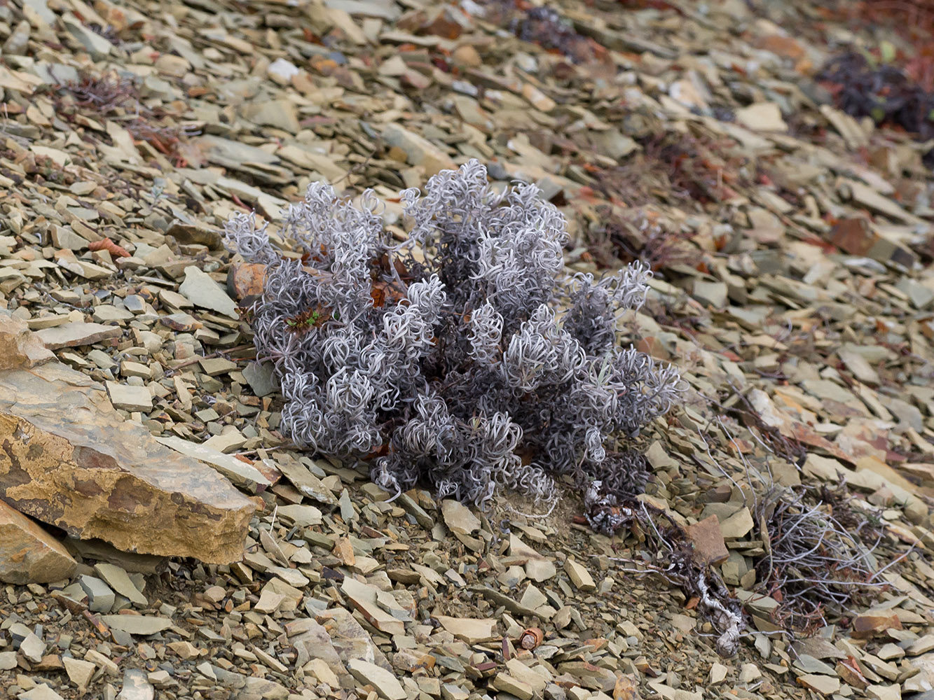 Изображение особи Onosma polyphylla.