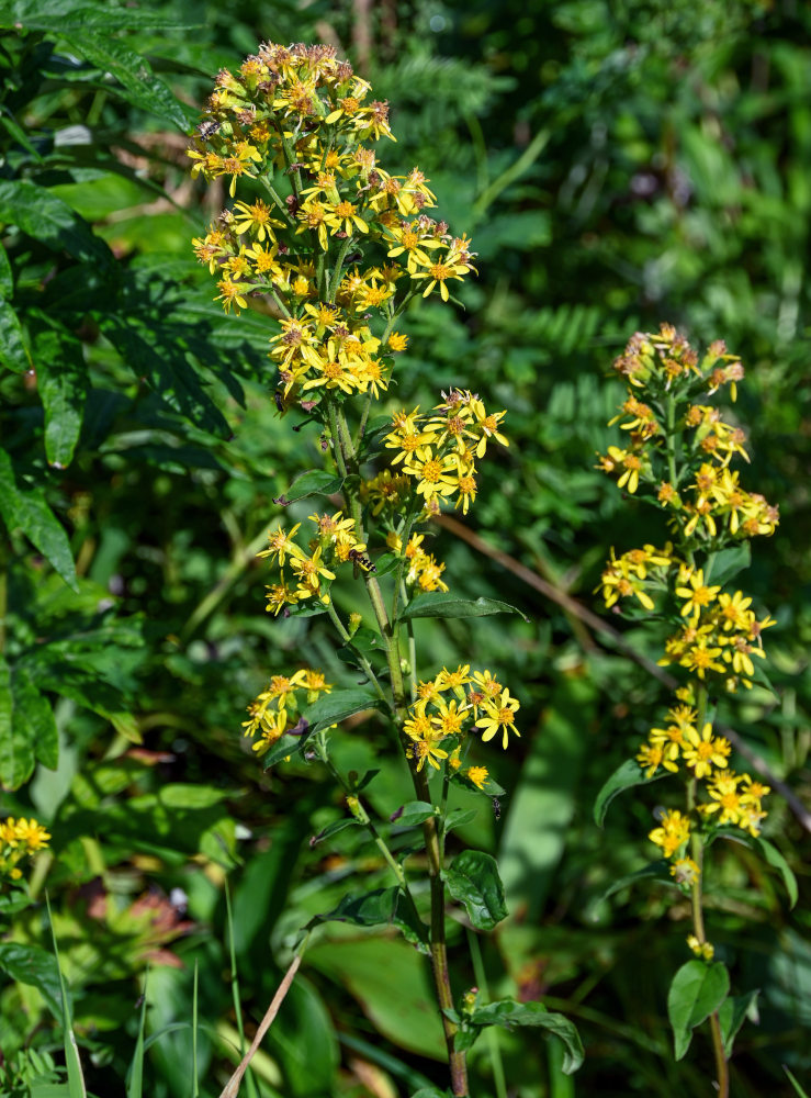 Изображение особи Solidago virgaurea ssp. dahurica.